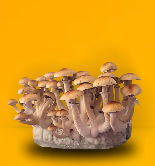 Psilocybe cubensis cogumelos mágicos Cogu Moura