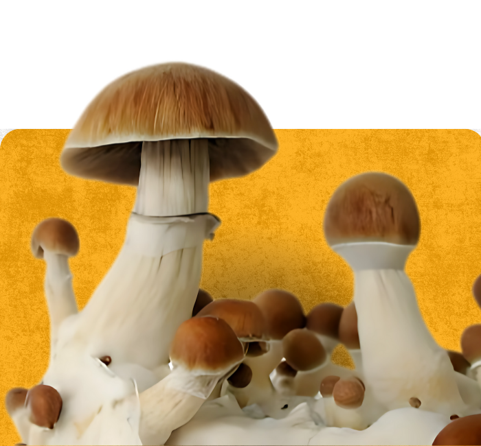 Cogu moura cogumelos