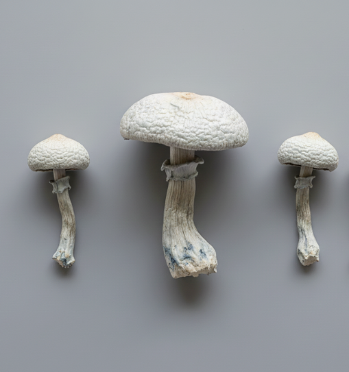 True Albino Teacher – TAT (1g por Unidade, Embalagem a Vácuo com Sílica)