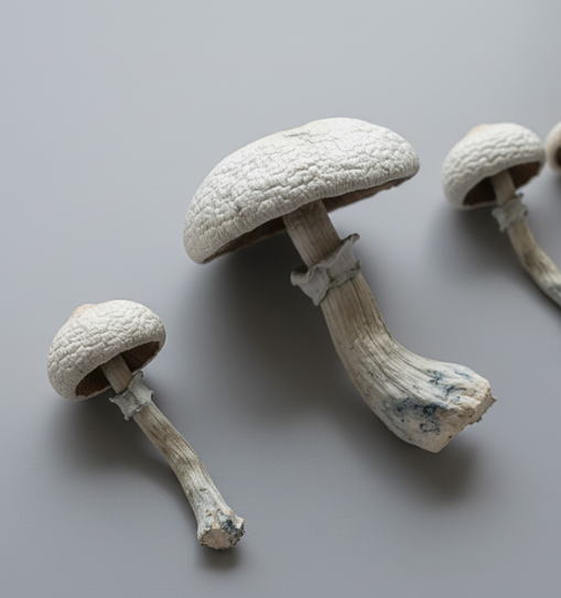 True Albino Teacher - TAT (1g por Unidade, Embalagem a Vácuo com Sílica) - Image 2