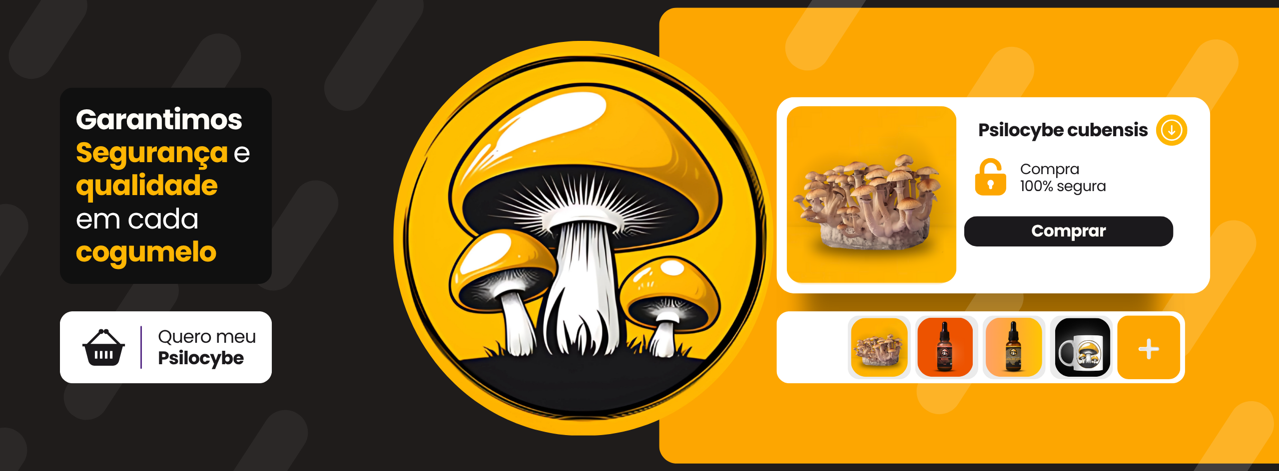 Psilocybe cubensis cogu moura